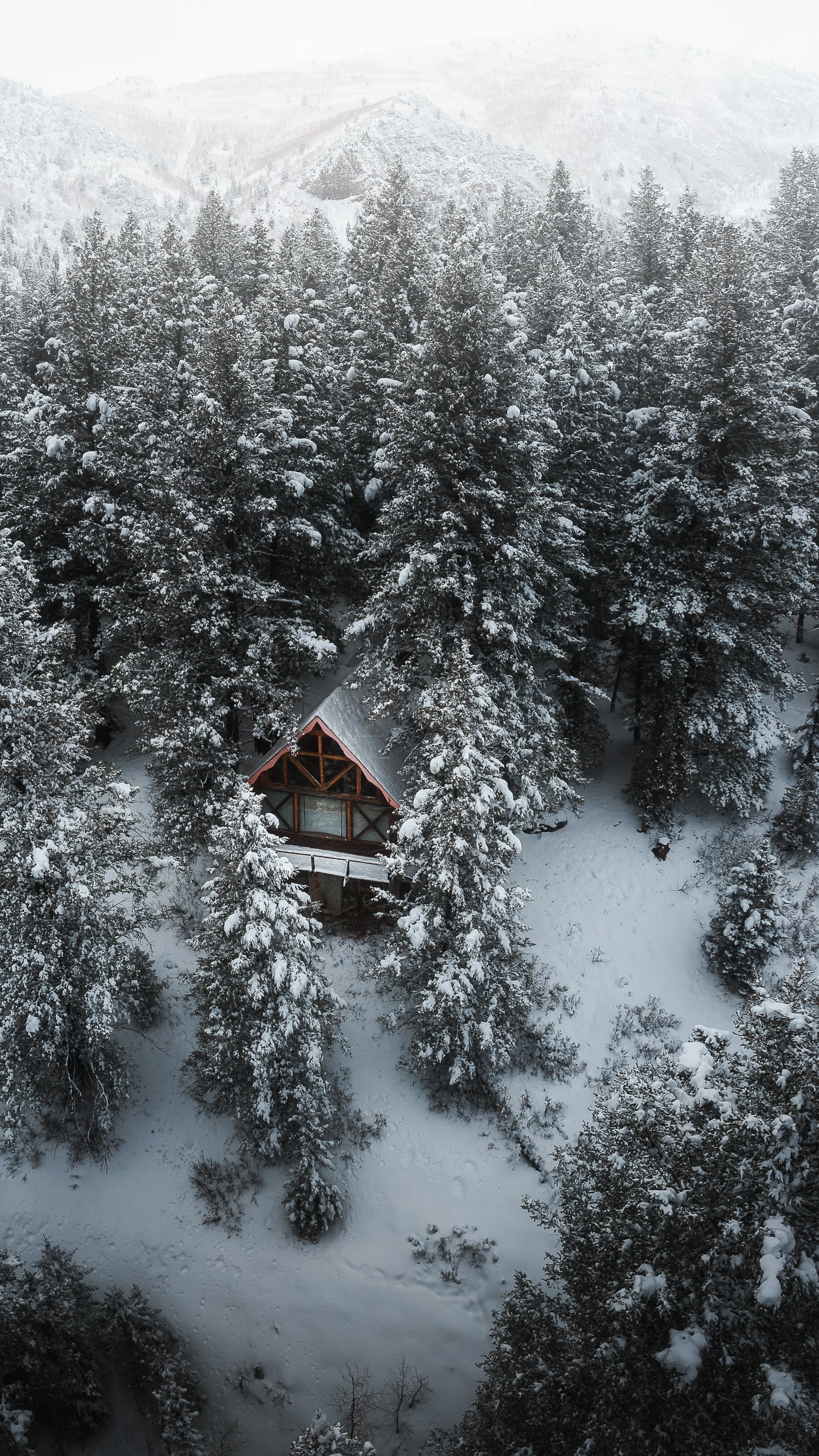 Reno Sagrado en Bosque de Escarcha (4K Vertical)