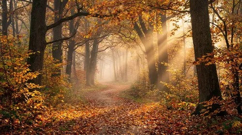 Sendero de Otoño Dorado