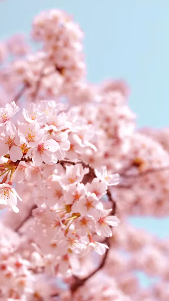 Cerezos Sakura en Flor al Atardecer
