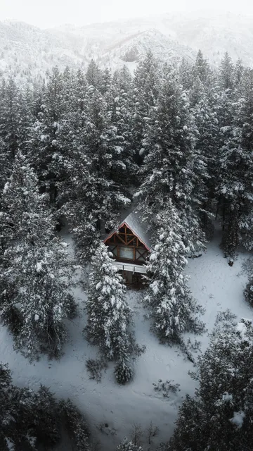 Reno Sagrado en Bosque de Escarcha (4K Vertical)